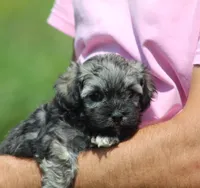 Orchid, a female Havanese for sale in Odon, IN – 2 of 4