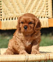 Vance, a male Cavalier King Charles Spaniel for sale in Odon, IN – 5 of 8