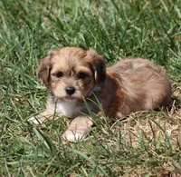 Oliver, a male Havanese for sale in Odon, IN – 2 of 2