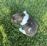 Dora , a female Havanese for sale in Odon, IN – 2 of 2