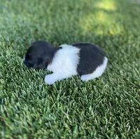 Dixie, a female Havanese for sale in Odon, IN – 2 of 2