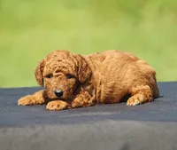 Asher, a male Poodle - Toy  for sale in Odon, IN – 2 of 3
