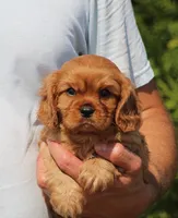 Vance, a male Cavalier King Charles Spaniel for sale in Odon, IN – 2 of 8