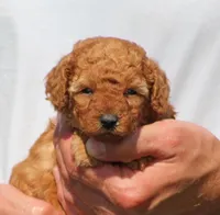 Ace, a male Poodle - Toy  for sale in Odon, IN – 2 of 3