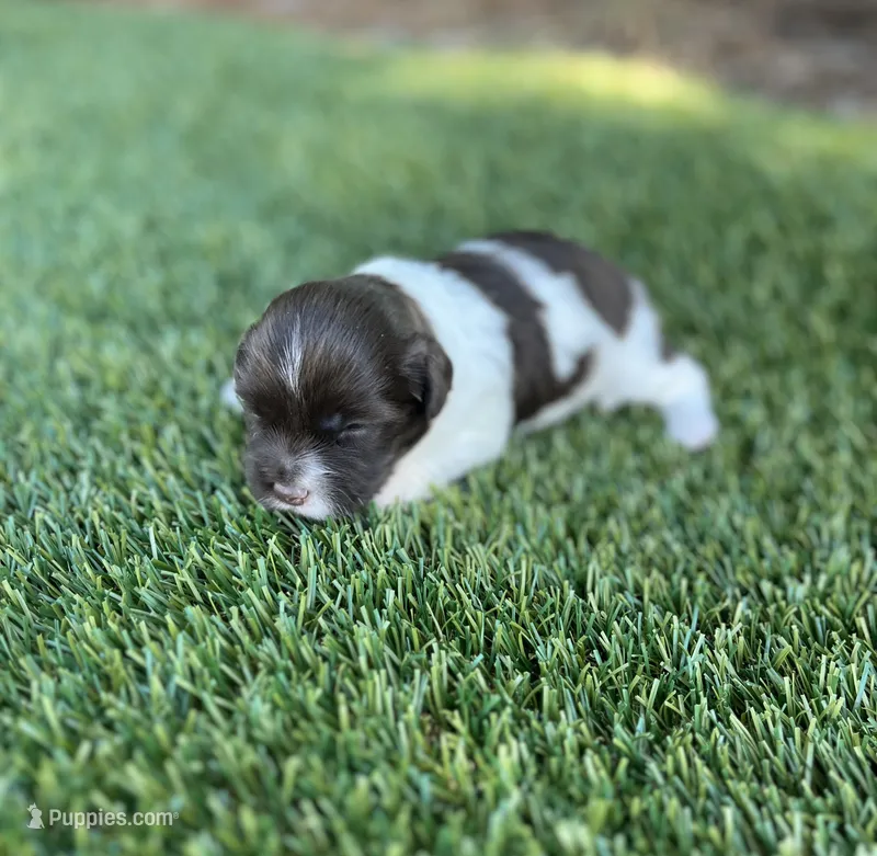 Dolly – Havanese puppy for sale in Odon, IN