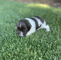 Dolly, a female Havanese for sale in Odon, IN – 1 of 2