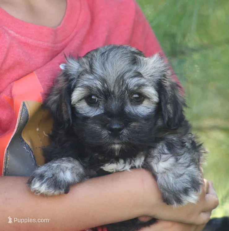 Orchid – Havanese puppy for sale in Odon, IN