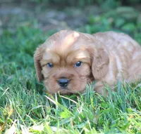 Vance, a male Cavalier King Charles Spaniel for sale in Odon, IN – 4 of 4