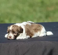 Dash, a female Havanese for sale in Odon, IN – 2 of 2