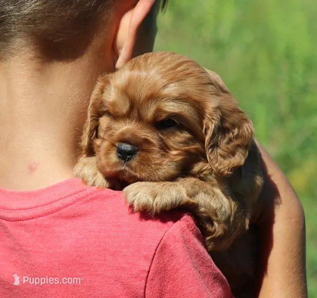 Vance – Cavalier King Charles Spaniel puppy for sale in Odon, IN
