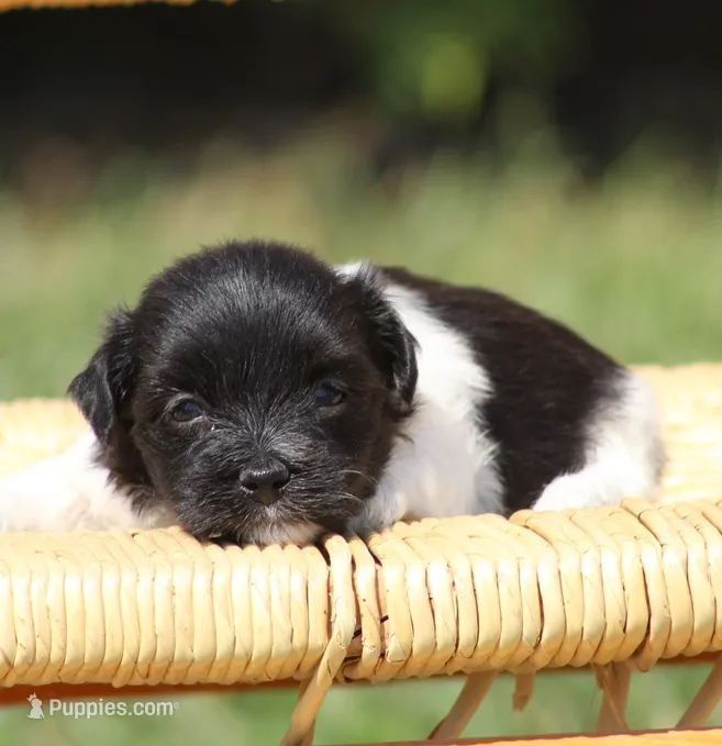 Dixie – Havanese puppy for sale in Odon, IN