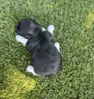 Dakota, a female Havanese for sale in Odon, IN – 2 of 2