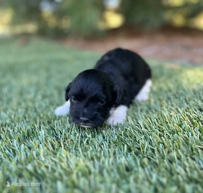 Dakota – Havanese puppy for sale in Odon, IN