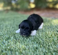 Dakota, a female Havanese for sale in Odon, IN – 1 of 2