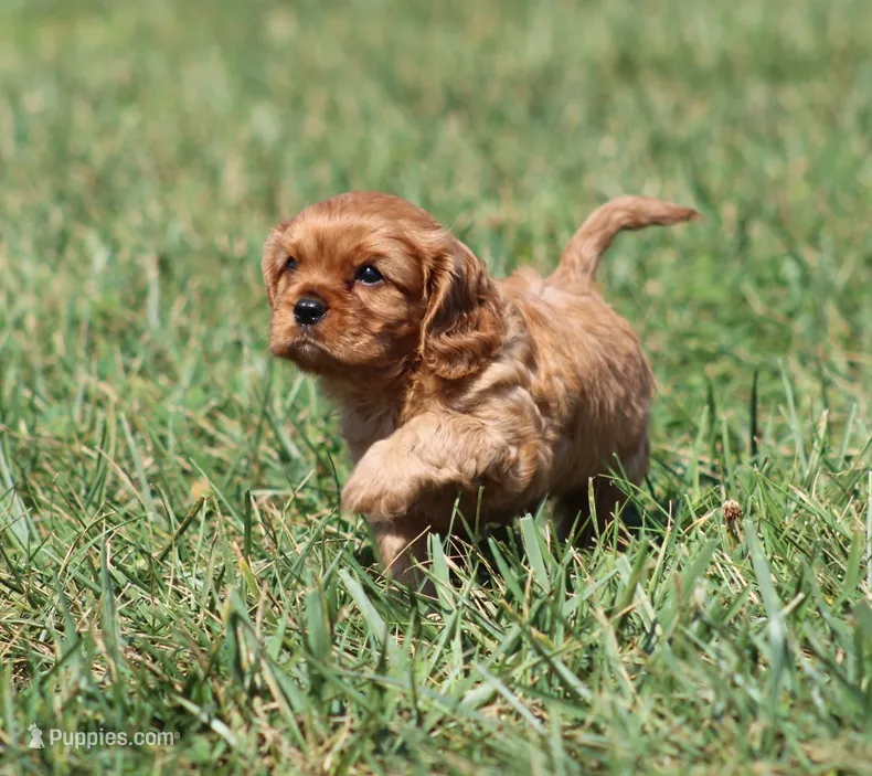 Vance – Cavalier King Charles Spaniel puppy for sale in Odon, IN