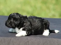 Dakota, a female Havanese for sale in Odon, IN – 3 of 3