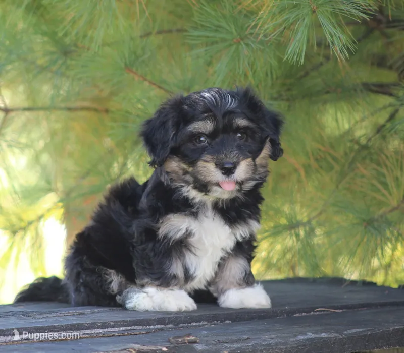 Oddie – Havanese puppy for sale in Odon, IN
