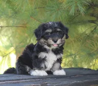 Oddie, a male Havanese for sale in Odon, IN – 1 of 3