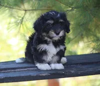 Oddie, a male Havanese for sale in Odon, IN – 3 of 3