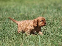 Vance, a male Cavalier King Charles Spaniel for sale in Odon, IN – 7 of 8