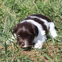 Dolly, a female Havanese for sale in Odon, IN – 5 of 5