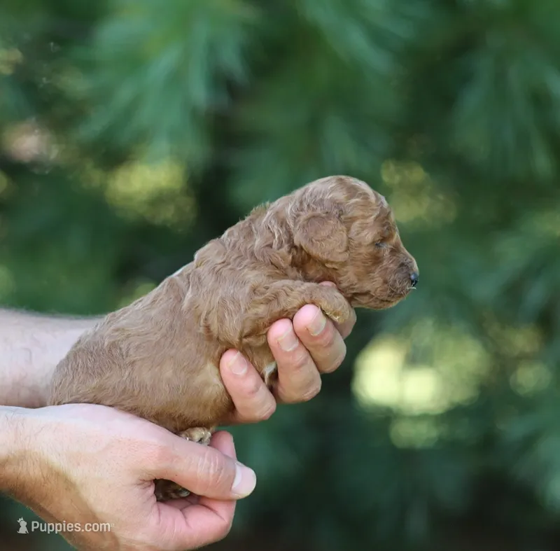 Asher – Poodle - Toy  puppy for sale in Odon, IN