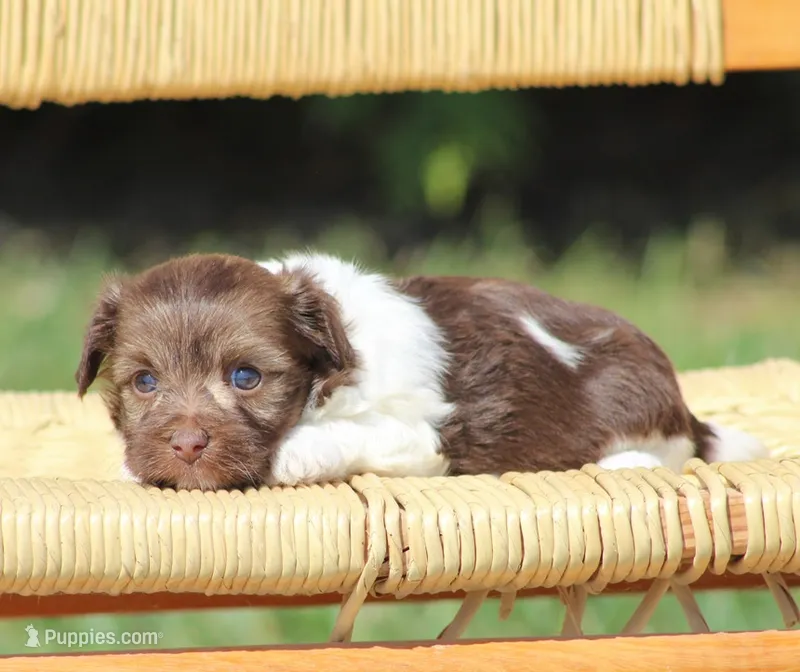 Dora  – Havanese puppy for sale in Odon, IN
