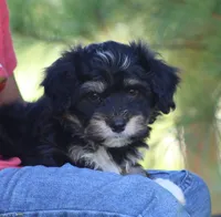 Oddie, a male Havanese for sale in Odon, IN – 2 of 3