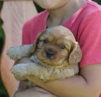 Vance, a male Cavalier King Charles Spaniel for sale in Odon, IN – 2 of 4