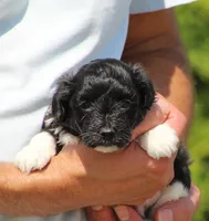 Dakota, a female Havanese for sale in Odon, IN – 2 of 3