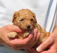 Ariel, a female Poodle - Toy  for sale in Odon, IN – 2 of 2