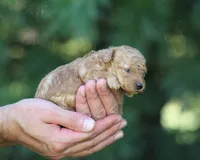 Ariel, a female Poodle - Toy  for sale in Odon, IN – 1 of 1