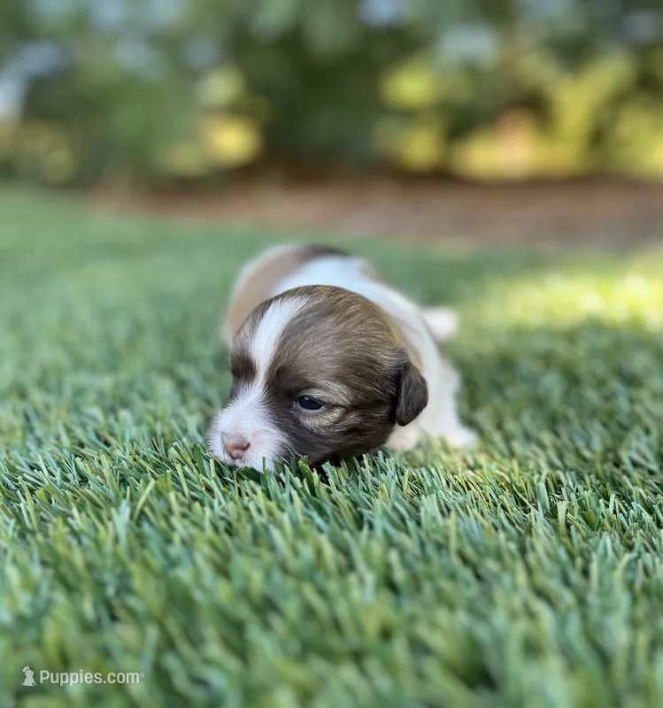 Dash – Havanese puppy for sale in Odon, IN