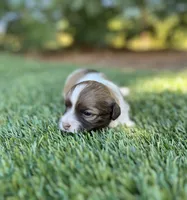 Dash, a female Havanese for sale in Odon, IN – 1 of 2