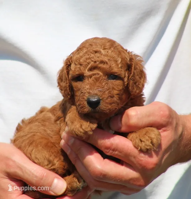 Asher – Poodle - Toy  puppy for sale in Odon, IN