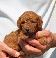 Asher, a male Poodle - Toy  for sale in Odon, IN – 1 of 3