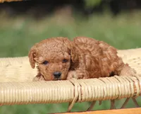Angel, a female Poodle - Toy  for sale in Odon, IN – 2 of 3