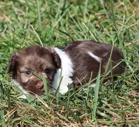 Dora , a female Havanese for sale in Odon, IN – 2 of 4