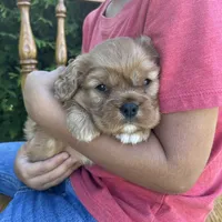 Violet, a female Cavalier King Charles Spaniel for sale in Odon, IN – 2 of 3