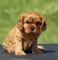 Vance, a male Cavalier King Charles Spaniel for sale in Odon, IN – 4 of 8