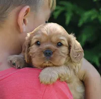 Valerie, a female Cavalier King Charles Spaniel for sale in Odon, IN – 2 of 3