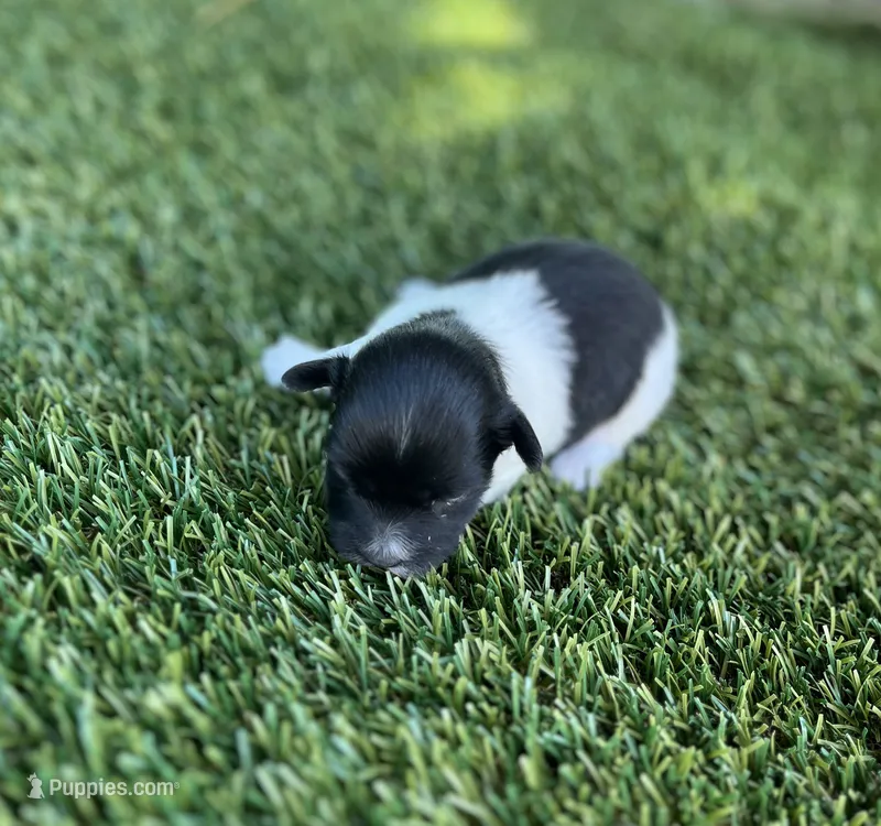 Dixie – Havanese puppy for sale in Odon, IN