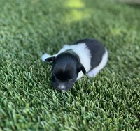 Dixie, a female Havanese for sale in Odon, IN – 1 of 2
