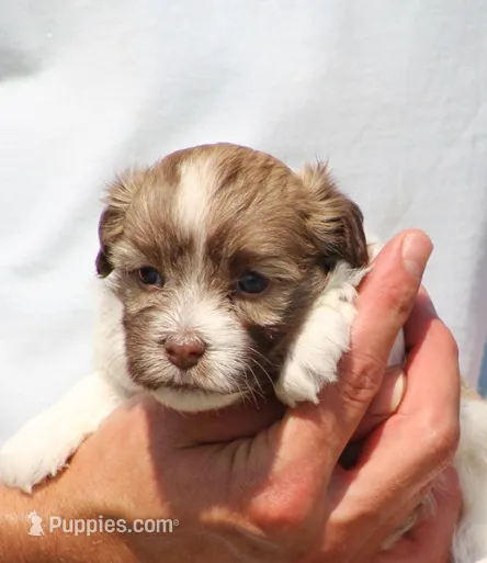 Dash – Havanese puppy for sale in Odon, IN
