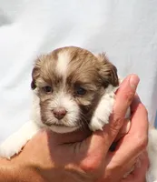 Dash, a female Havanese for sale in Odon, IN – 1 of 2