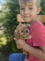 Violet, a female Cavalier King Charles Spaniel for sale in Odon, IN – 3 of 3