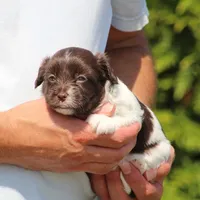 Dolly, a female Havanese for sale in Odon, IN – 3 of 5