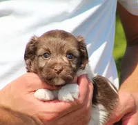 Dora , a female Havanese for sale in Odon, IN – 4 of 4