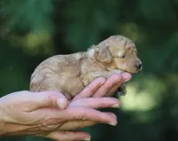 Angel, a female Poodle - Toy  for sale in Odon, IN – 1 of 1
