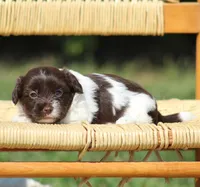 Dolly, a female Havanese for sale in Odon, IN – 2 of 5